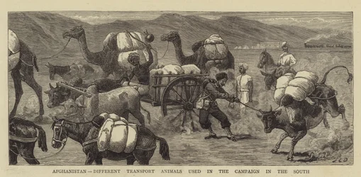 Afghanistan, verschillende transportdieren gebruikt in de campagne in het zuiden